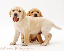Two Yellow Labrador Retriever pups, 6 weeks old