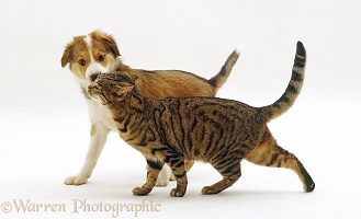 Cat rubbing against Border Collie puppy