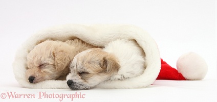 Two cute Bichon x Yorkie pups sleeping in a Santa hat