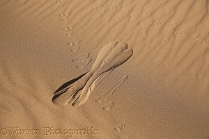 Gerbil tracks in sand (2)