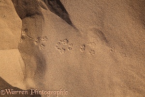 Gerbil tracks in sand (3)
