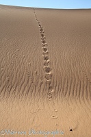 Jackal and gerbil tracks in sand