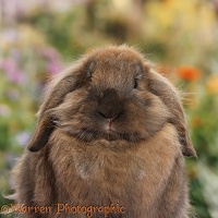 Brown Lionhead-Lop rabbit portrait