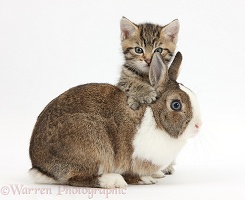 Cute tabby kitten and rabbit