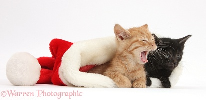 Two sleepy kittens in a Santa hat