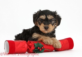 Yorkipoo pup with a cracker