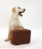 Yellow Labrador Retriever pup waiting with suitcase