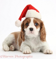 Cavalier puppy wearing a Santa hat