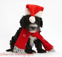 Yorkipoo puppy wearing a Santa hat and scarf