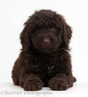 Cute chocolate Toy Goldendoodle puppy