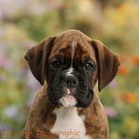 Boxer puppy, 8 weeks old