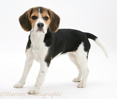 Beagle pup standing