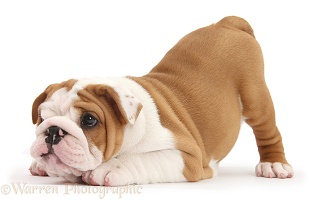 Cute playful Bulldog pup, 8 weeks old, in play-bow