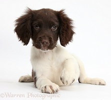 Chocolate-and-white Cocker Spaniel puppy