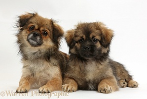 Tibetan Spaniel and puppy