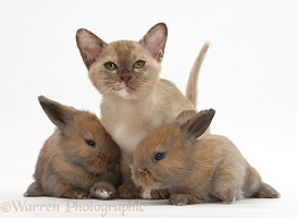 Burmese kitten with baby rabbits