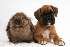 Boxer puppy and rabbit