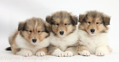 Three sable Rough Collie pups, 7 weeks old