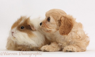 Cute Cavapoo pup and shaggy Guinea pig