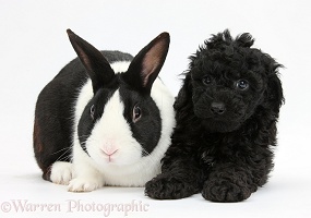 Toy Labradoodle with rabbit