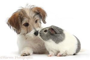 Cute Bichon Frise x Jack Russell puppy and Guinea pig