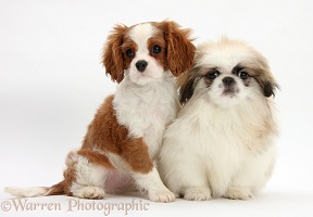 King Charles pup with Pekingese pup