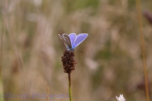 Common Blue Butterfly on plantain head