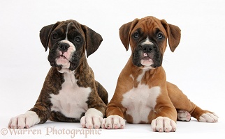 Boxer puppies, 8 weeks old, lying head up