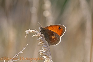 Small Heath Butterfly resting in late evening sun