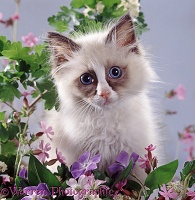 Ragdoll kitten among spring flowers