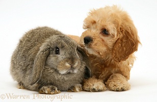 American Cockapoo puppy with Lop rabbit