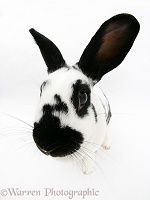 Black-and-white spotted rabbit