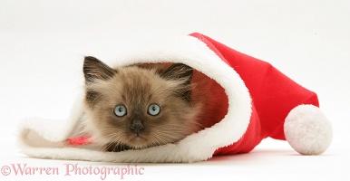Chocolate Birman-cross kitten in a Santa hat