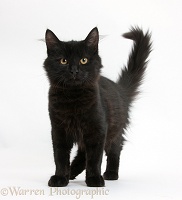 Fluffy black kitten, standing
