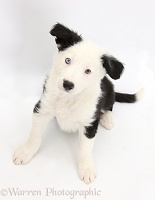 Black-and-white Border Collie puppy sitting and looking up