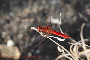 Scarlet Darter dragonfly