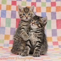 Two cute cuddly tabby kittens on chequered background