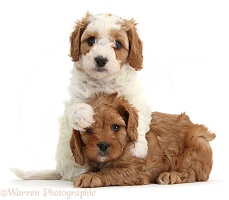 Cute Cavapoo puppies hugging