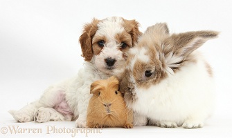 Cute Cavapoo puppy with rabbit and Guinea pig