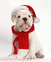 Mostly white Bulldog puppy wearing Santa hat and scarf