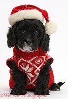 Cute Cavapoo puppy in Santa hat and jersey