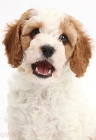 Cute Cavapoo puppy with mouth open