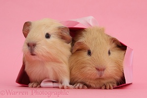 Baby yellow Guinea pigs in pink gift bag