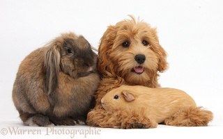 Cute Goldendoodle puppy with rabbit and Guinea pig
