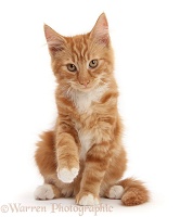 Ginger kitten sitting and raising a paw