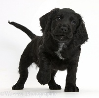 Black Cocker Spaniel puppy standing with paw up