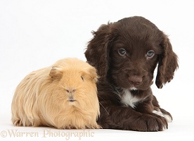 Chocolate Cocker Spaniel puppy and Guinea pig