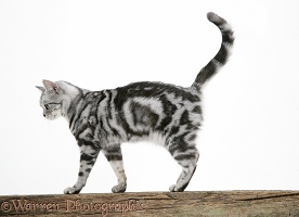 Silver tabby cat on a fence