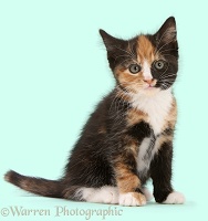 Tortoiseshell kitten, sitting