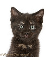 Black-tortoiseshell kitten portrait